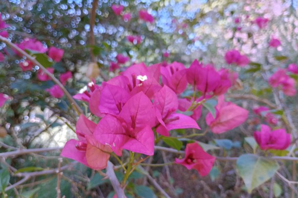 Bougainville: ícone da primavera